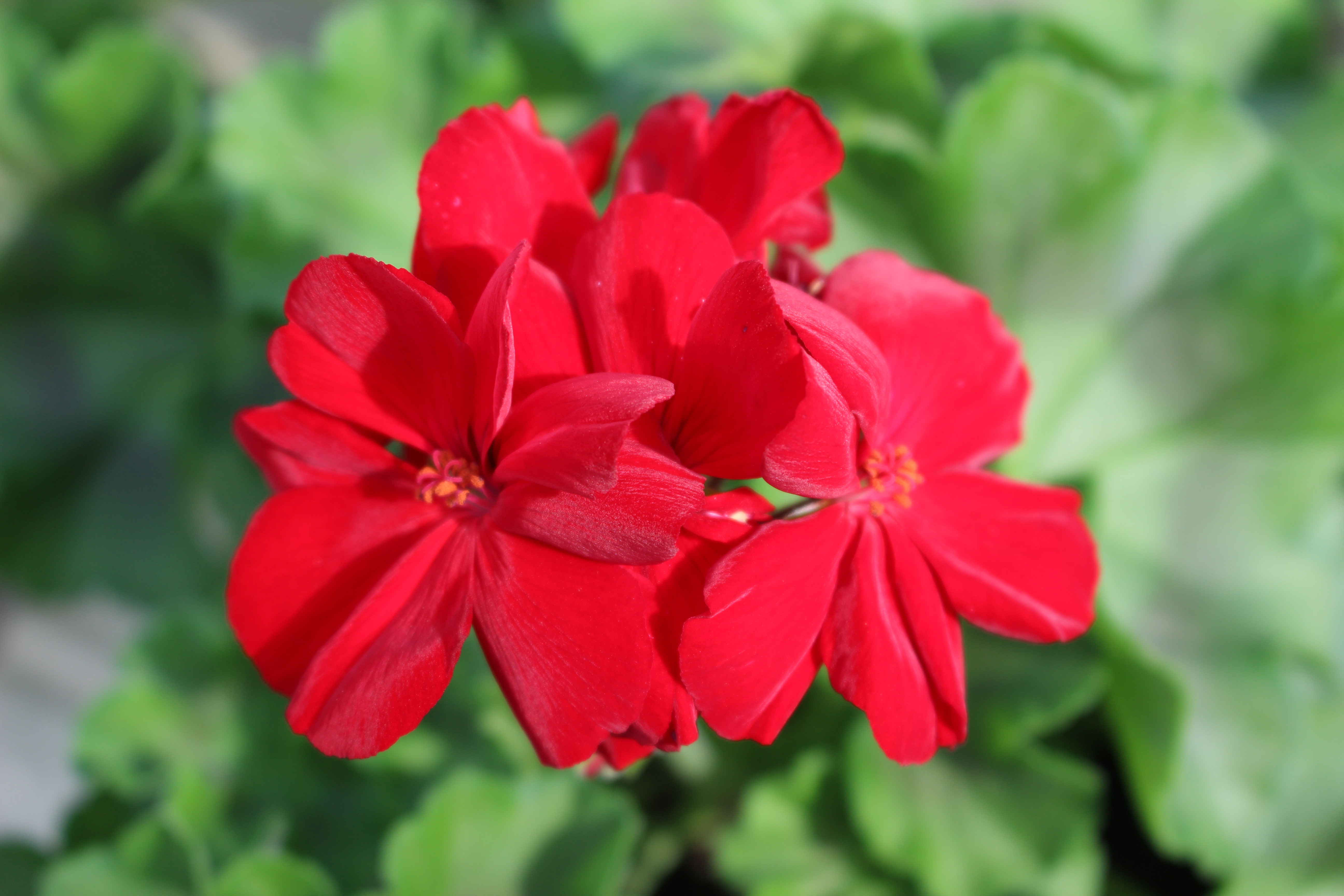 Pelargoner – Hallands Blomsterodling AB